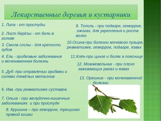 Берёзовые листья лечебные. Берёзовые листья лечебные. Береза лекарственное растение. Лечебные свойства березы. Полезные свойства березы.