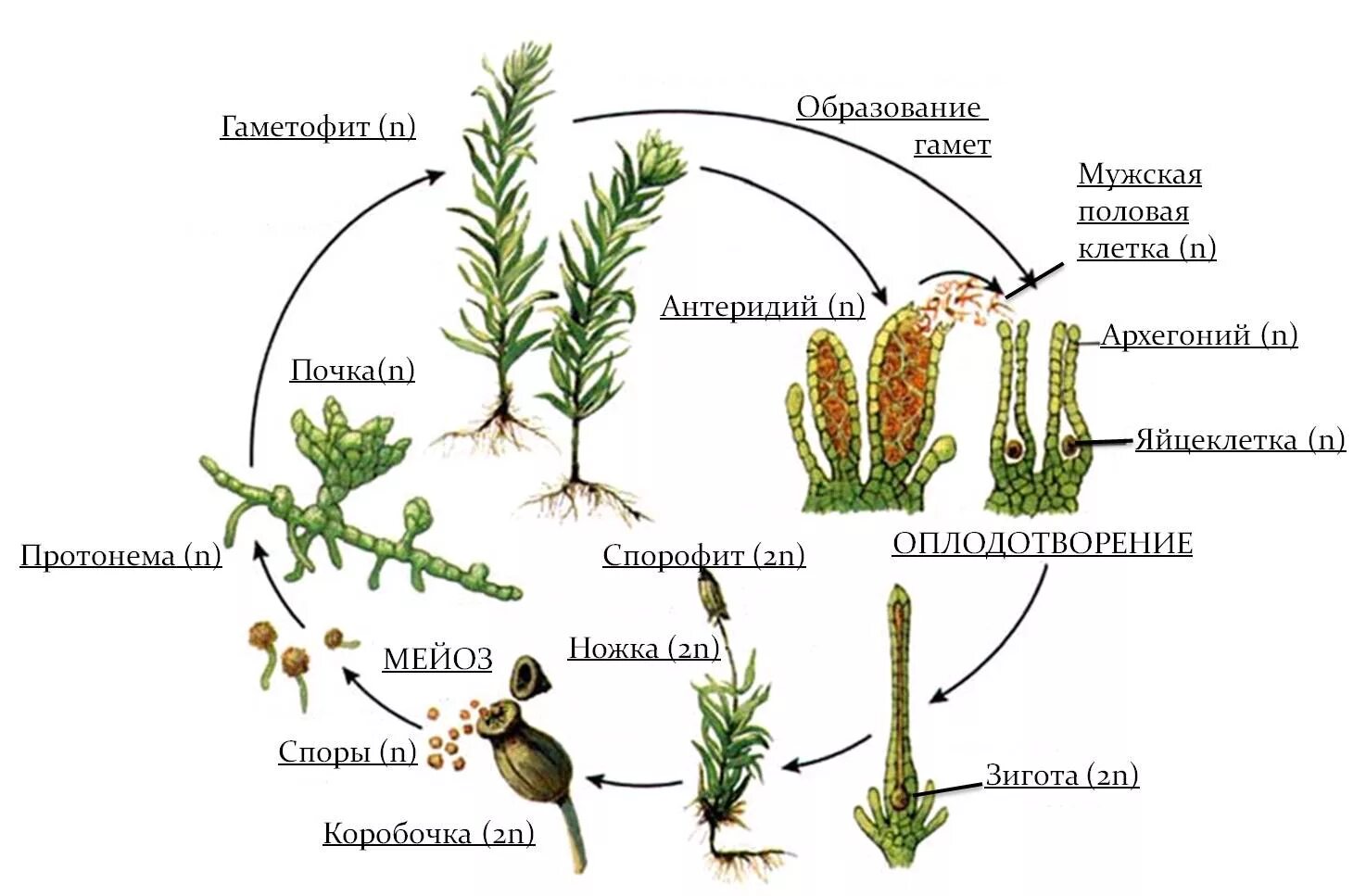 Цикл развития мха Кукушкин лен. Размножением ха Кукушкин лён. Размножение мха Кукушкин лен цикл развития. Жизненный цикл мха Кукушкин лен схема. Гаметофит развивается путем