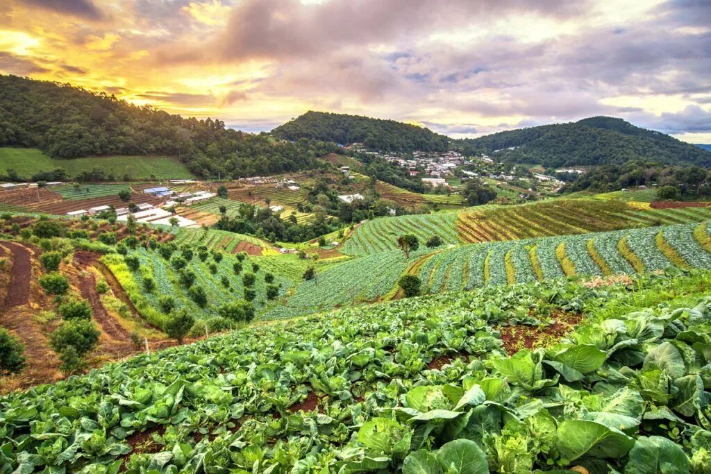 Natural farming. Гватемала сельское хозяйство Guatemala agricultura. Сельское хозяйство Македонии 2023. Овощные плантации Бразилии. Помидорные плантации в Италии.