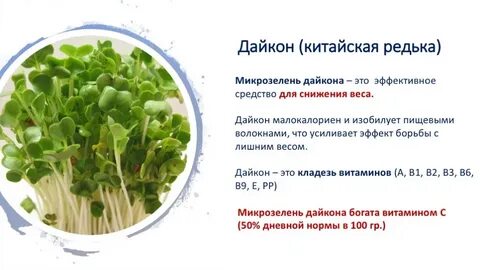 Температура для микрозелени