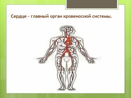 Сердечный главный
