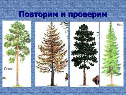 Хвойные материал лиственные