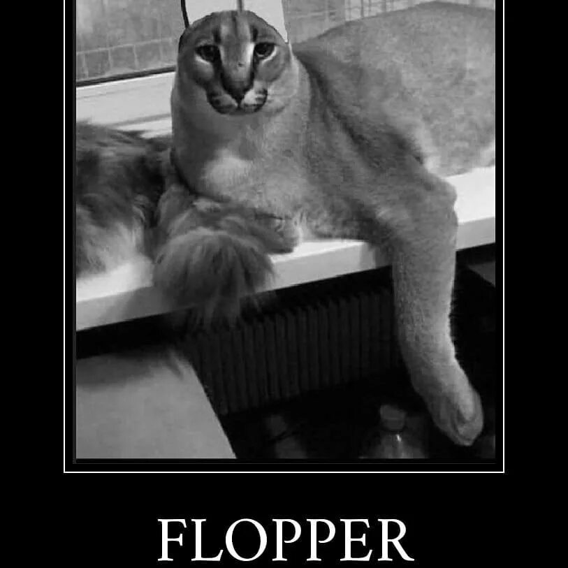 Шлёпа в ведре. Каракал big floppy. Включи шлепа. Ебош мем. Кот с пистолетом.