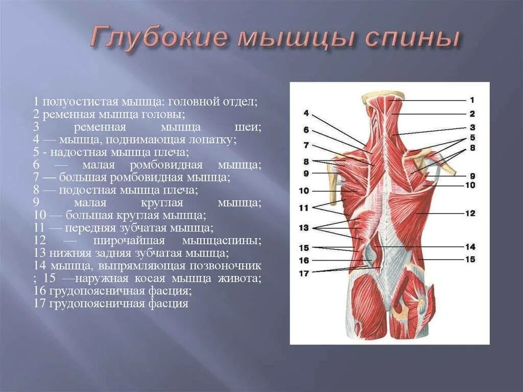 Мышцы спины послойное расположение функции. Мышцы спины поверхностные мышцы. Поверхностный слой глубоких мышц спины. Мышцы спины глубокий слой анатомия.