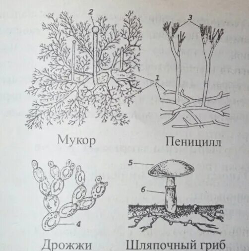 Мукор пеницилл дрожжи. Мицелий грибов пеницилл. Строение мукора пеницилла дрожжей. Пенициллин гриб строение. Мицелий гриба пеницилла