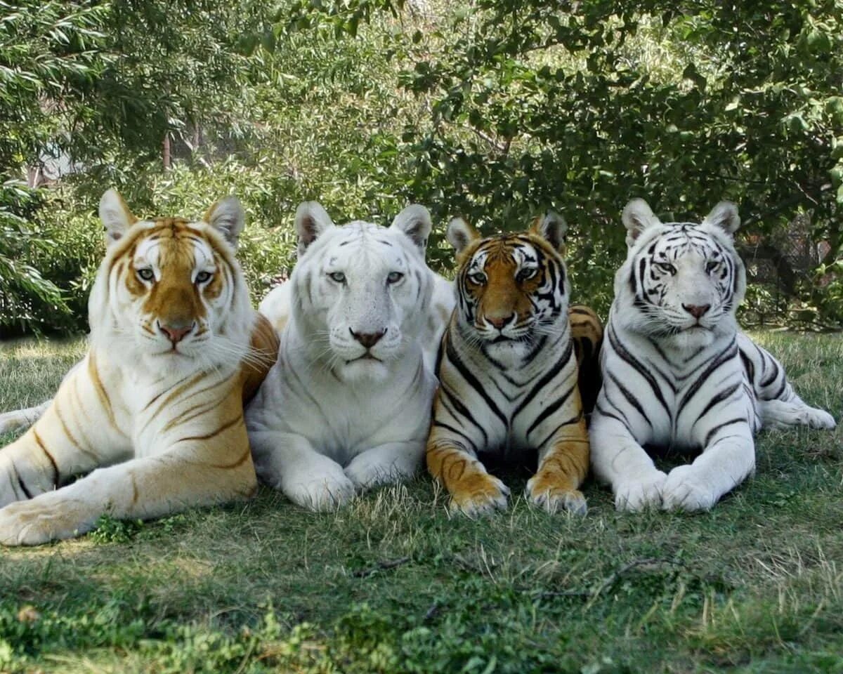 Золотой бенгальский тигр. Бенгальский тигр альбинос. Золотой тигр альбинос. Золотой бенгальский тигр альбинос.