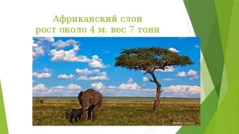Окружающий мир 1 класс слоны