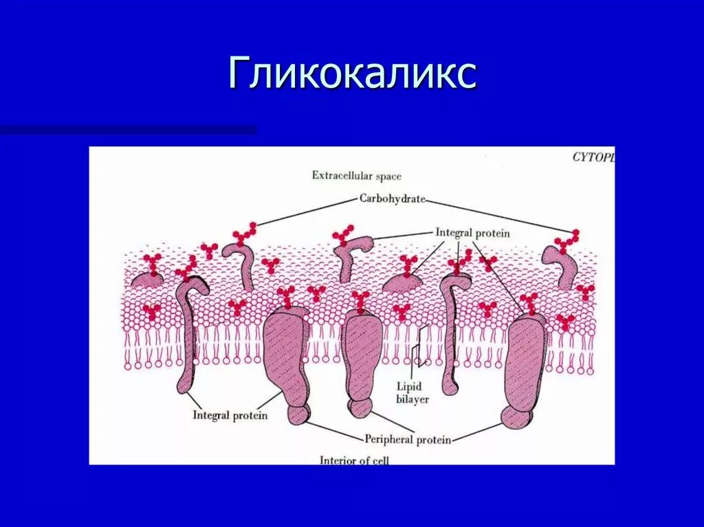 Гликокаликс есть у растений. Гликокаликс рецепторная функция. гликокаликс мембраны. гликокаликс строение. гликокаликс бактерий.
