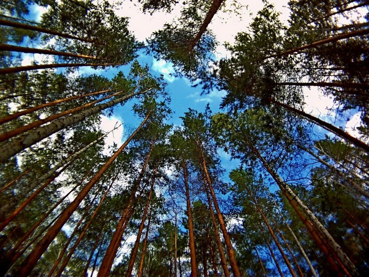 Линдуловская роща сосны. Корабельная роща Нижнекамск лес. Сосновый Бор Ногинский район лес. Корабельная роща Нижнекамск дерево.