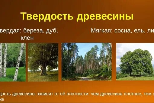 Мягкой лиственной породой является