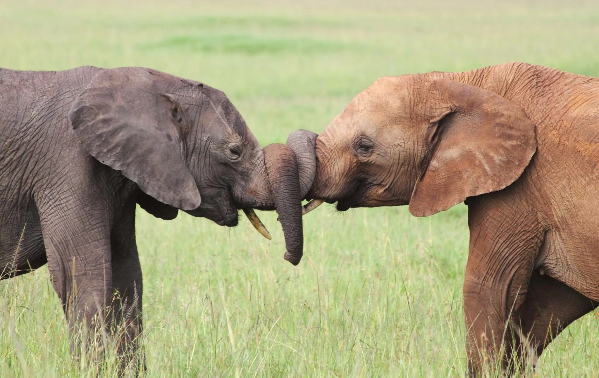 Elephant friends