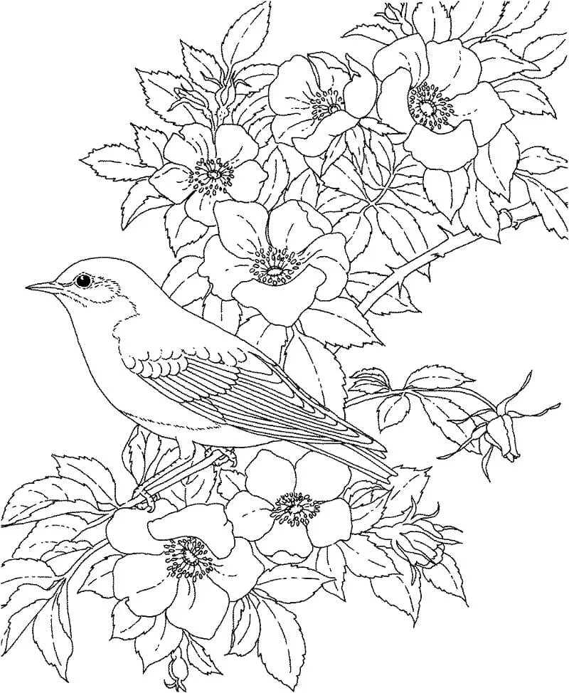 День птиц распечатать. Птицы. Раскраска. Рисунки для раскрашивания цветы. Птицы раскраска для детей. Раскраски цветы и птицы.