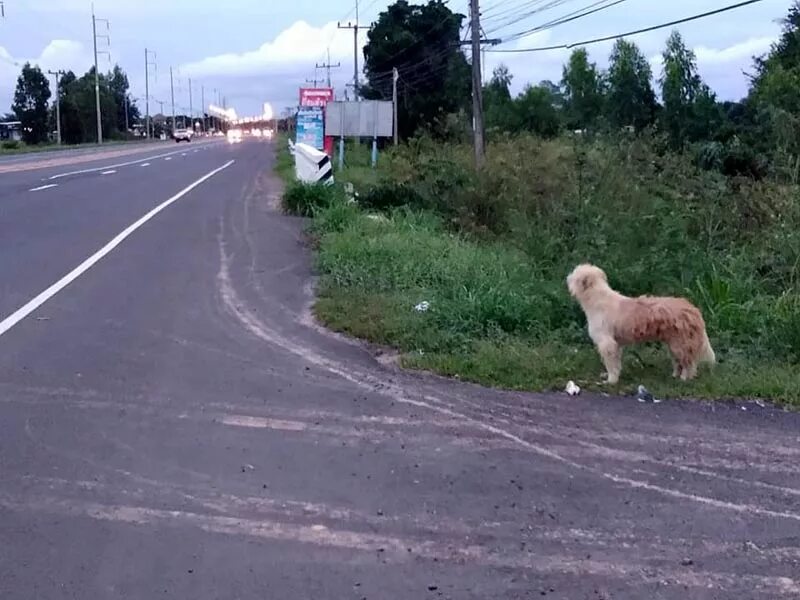 Собака на обочине дороги. Собака ожидающая на дороге. Щенок на обочине дороги. Хатико у дороги.