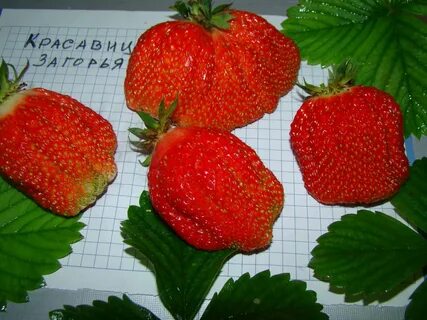 Клубника описание сортов фото отзывы садоводов