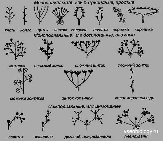 Типы простых ботрических соцветий. Схемы сложных моноподиальных соцветий. Таблица простые моноподиальные соцветия. Соцветия простые и сложные таблица. Какое из перечисленных соцветий относят к сложным