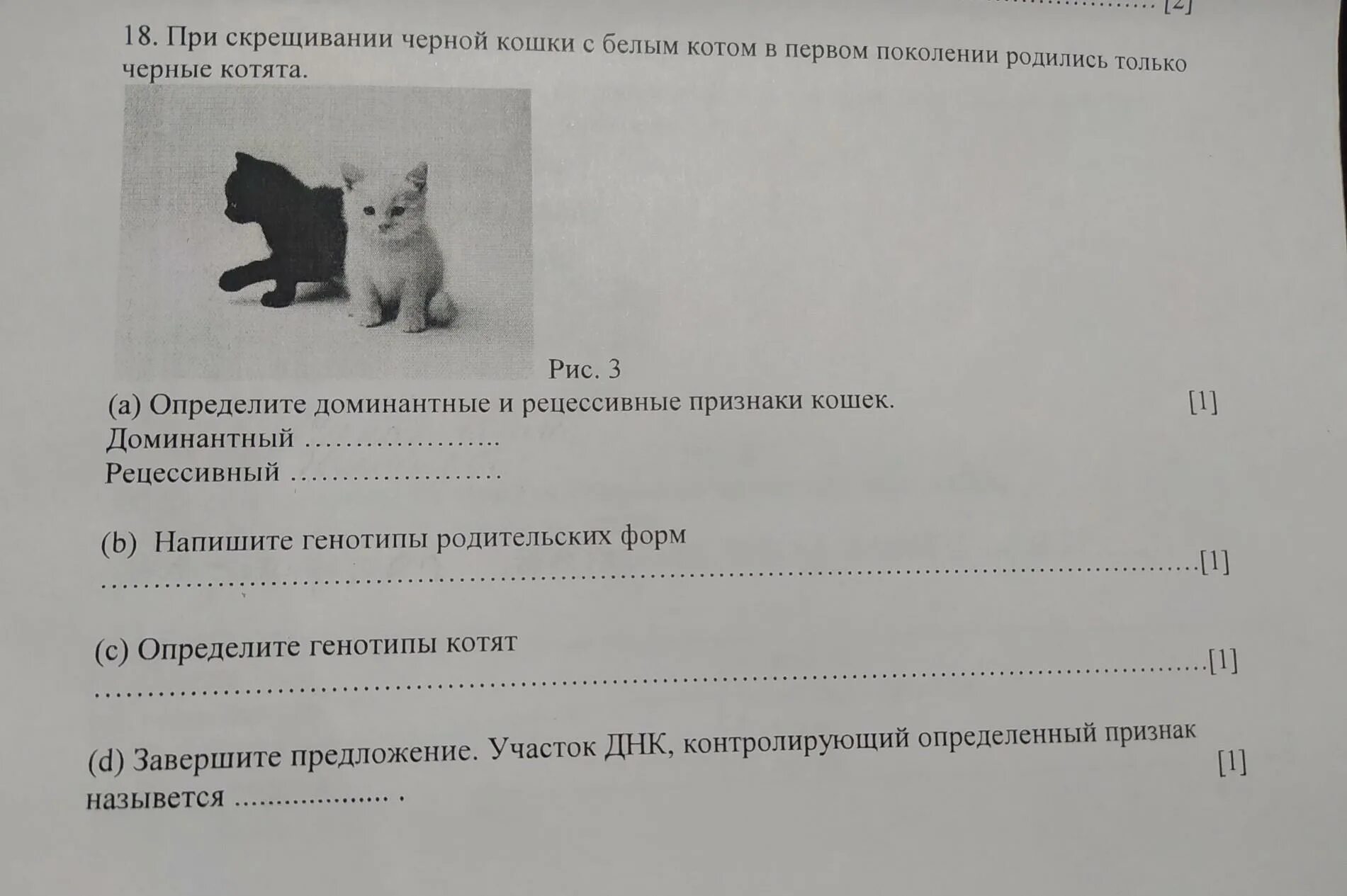 Скрестили черную кошку и белого кота. Генотип черного кота. Генотип черепаховой кошки. Скрещивание черного кота и белой кошки.