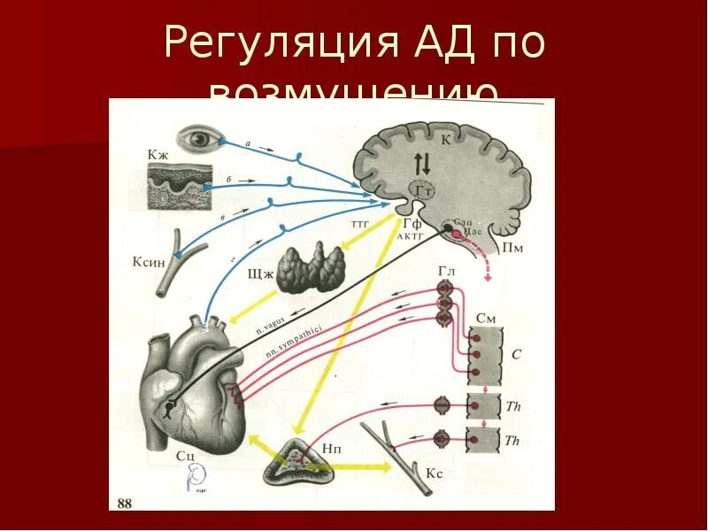 Регуляция артериального давления. Регуляция ад. Регуляция кровяного давления. Функциональная система регуляции артериального давления. Центр регуляции кровяного давления