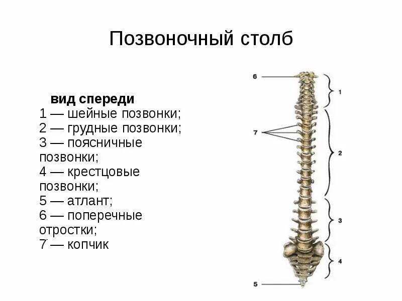 Кости позвоночника бедро и печень покажи. Строение позвоночника спереди. Позвоночник строение вид спереди. Позвоночный столб и строение позвонка.