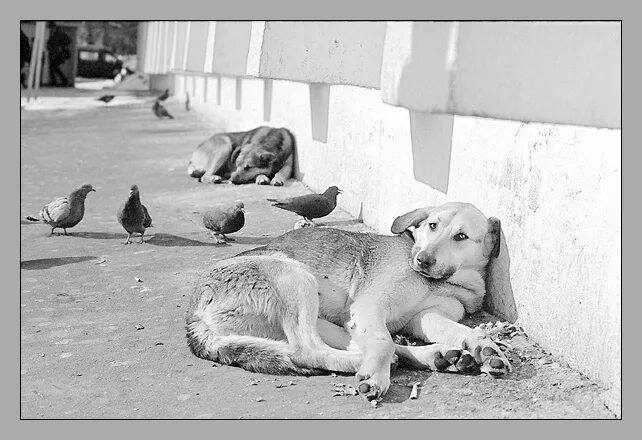 Брошенный пес. Бездомные котята. Голодные бездомные животные. Жалко животных. Жалко животных.