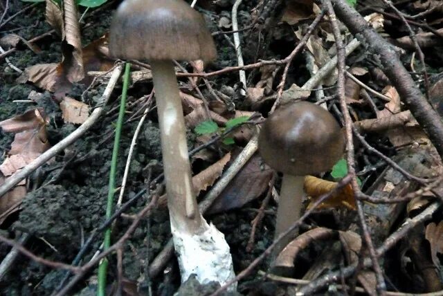 Грибы в Грузии. Грибы в Сочи. Какие грибы растут в Грузии. Опасный гриб в Сочи. Грузинский гриб