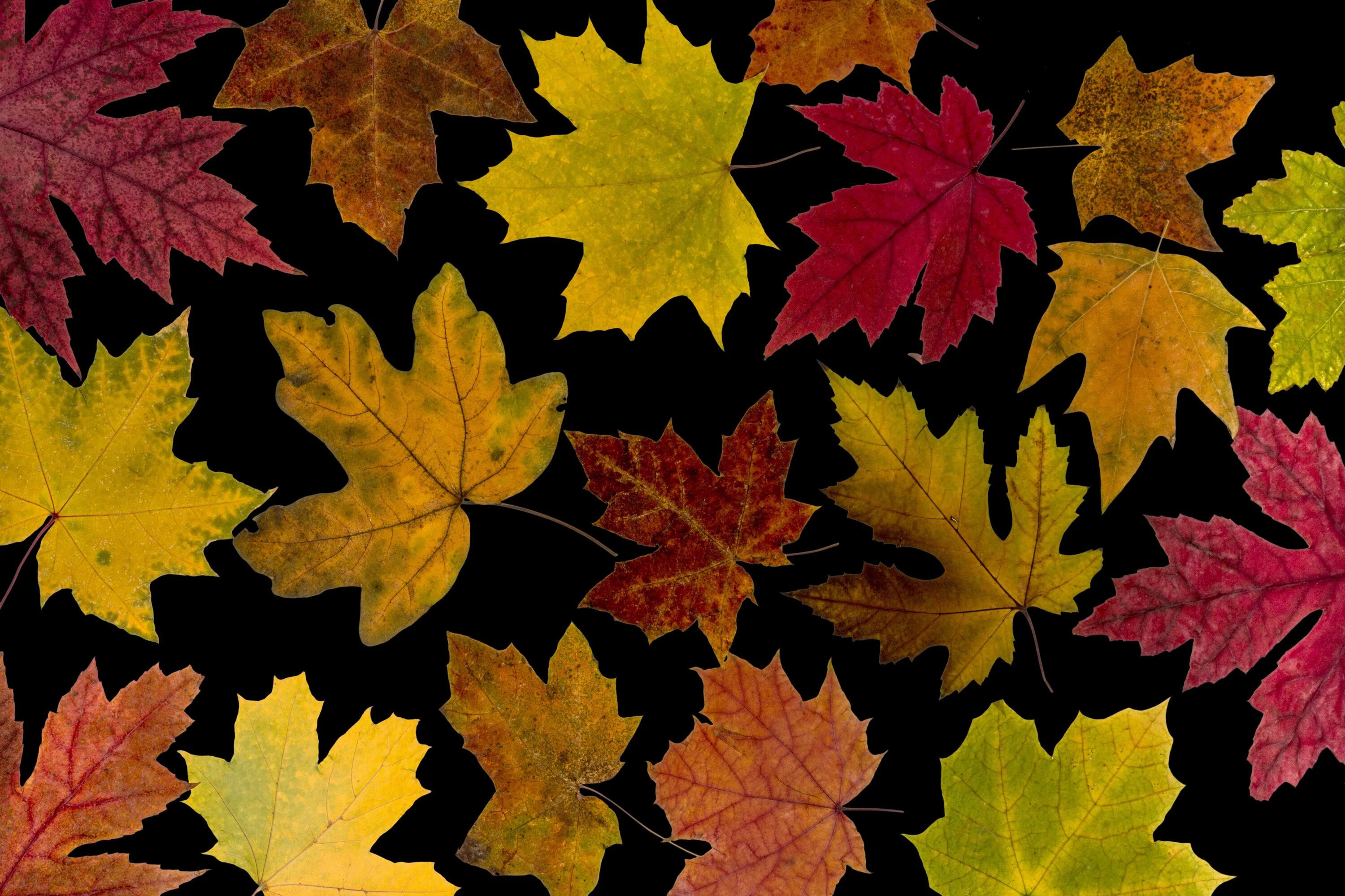 Maple кленовый лист. Осенний кленовый лист. Разноцветные кленовые листья. Осень листья. Клен цвет листьев осенью