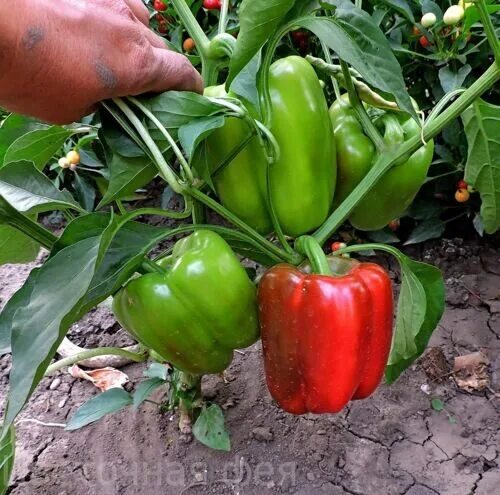 сорт перца богатырь. перец сладкий красный богатырь. богатырь перец сладкий фото. богатырь перец сладкий фото. богатырь перец сладкий фото.