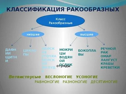 Классификация представители