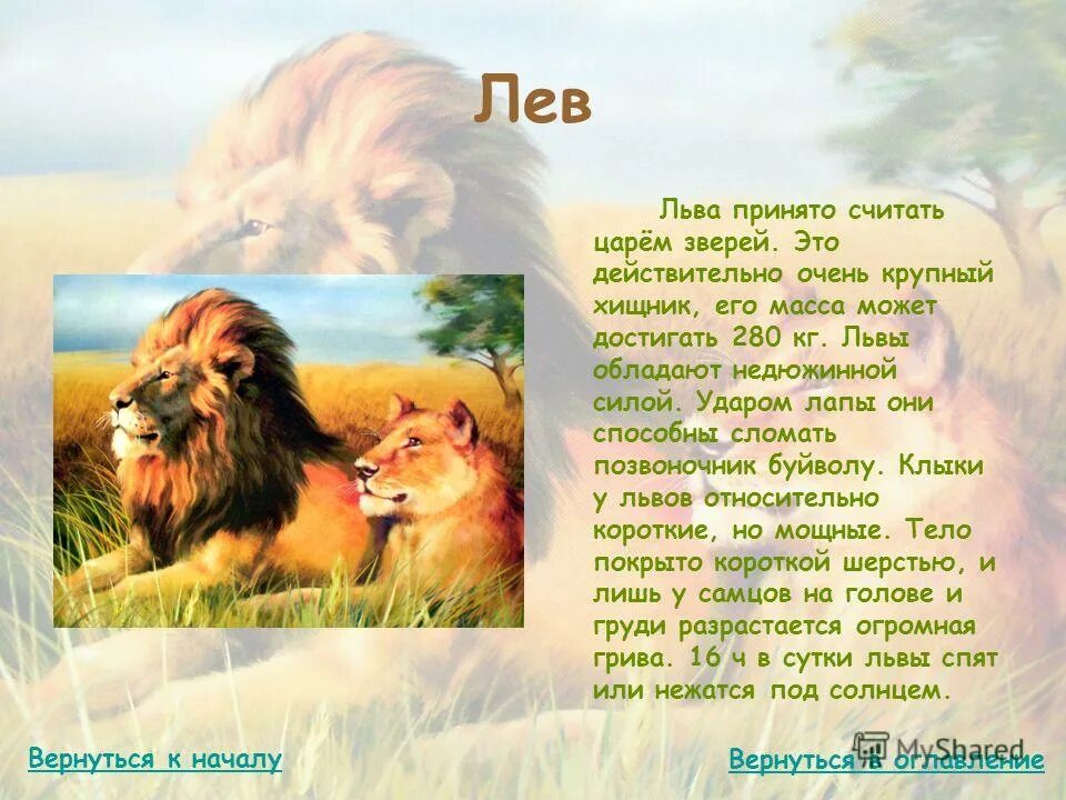 почему лев считается царем. почему лев считается царем. животное лев происхождение. почему льва считают королем. доклад про льва.