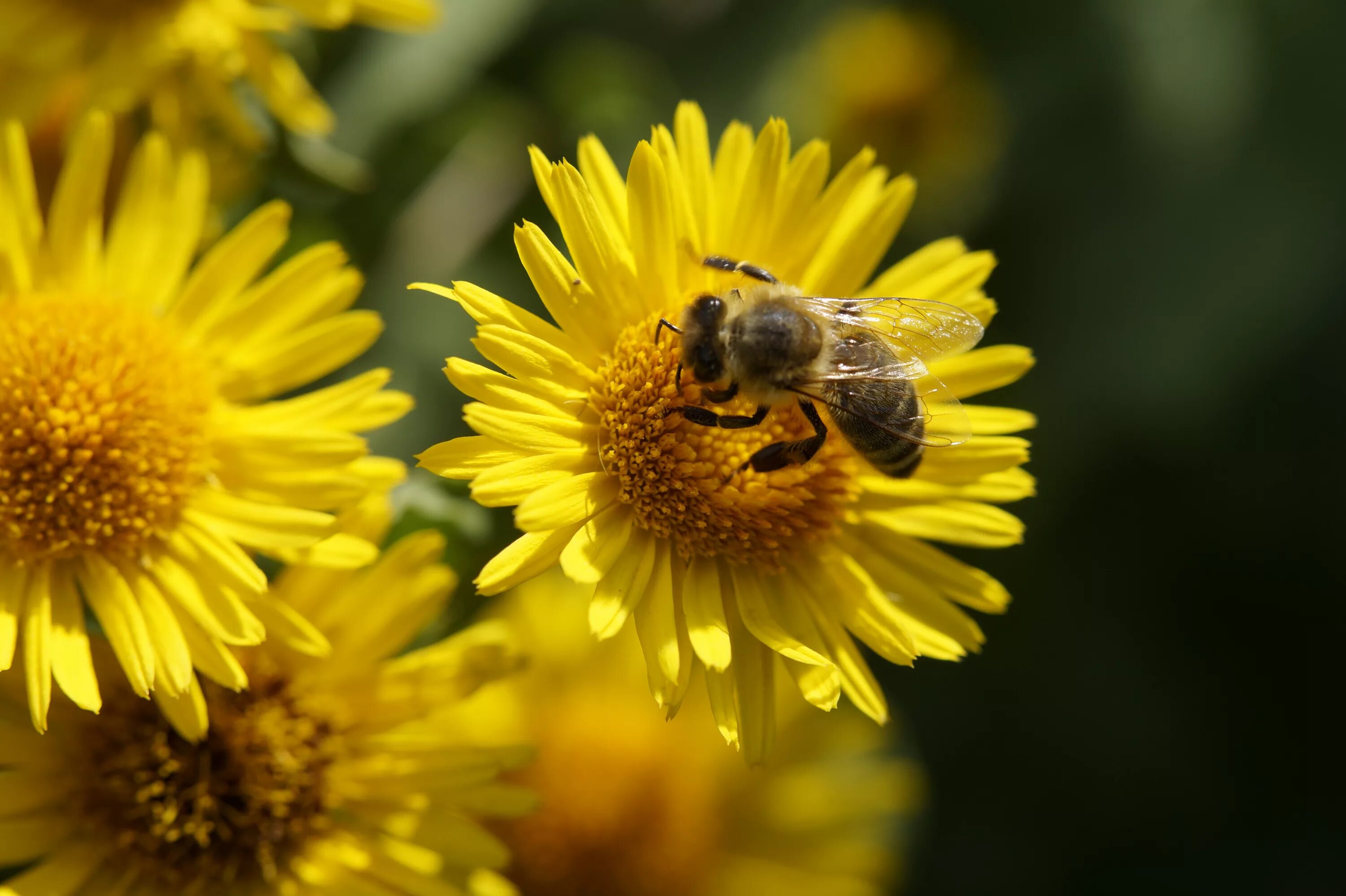 День пыльцы. Пчелиная пыльца (Bee pollen). Пыльца и нектар. Цветочная пыльца на пчеле. Пчела с пыльцой и нектаром.