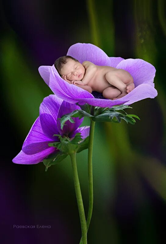Добрый вечер детям. Младенец в цветке. Спокойной ночи детям. Доброй ночи дети. Спокойной ночи детки.