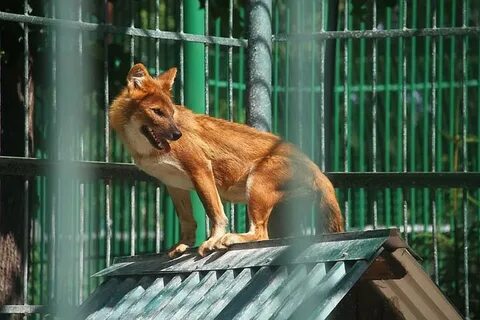Швейцария парк нижний зоопарк