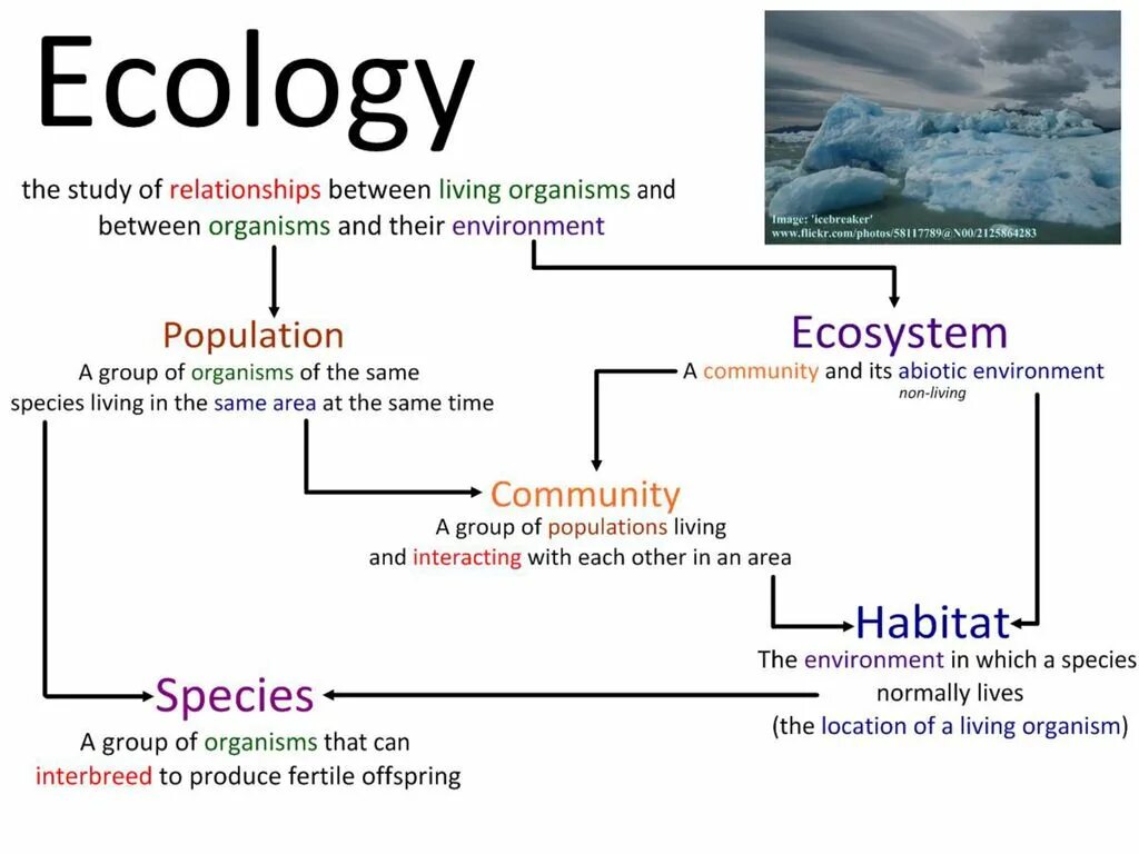 Environment перевод. Environment the environment ecology. Living Organisms. Human ecology and the environment..