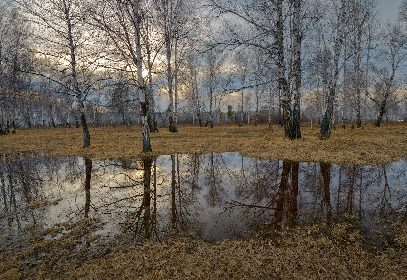 Место где стаял снег. Апрель. Апрель в лесу.