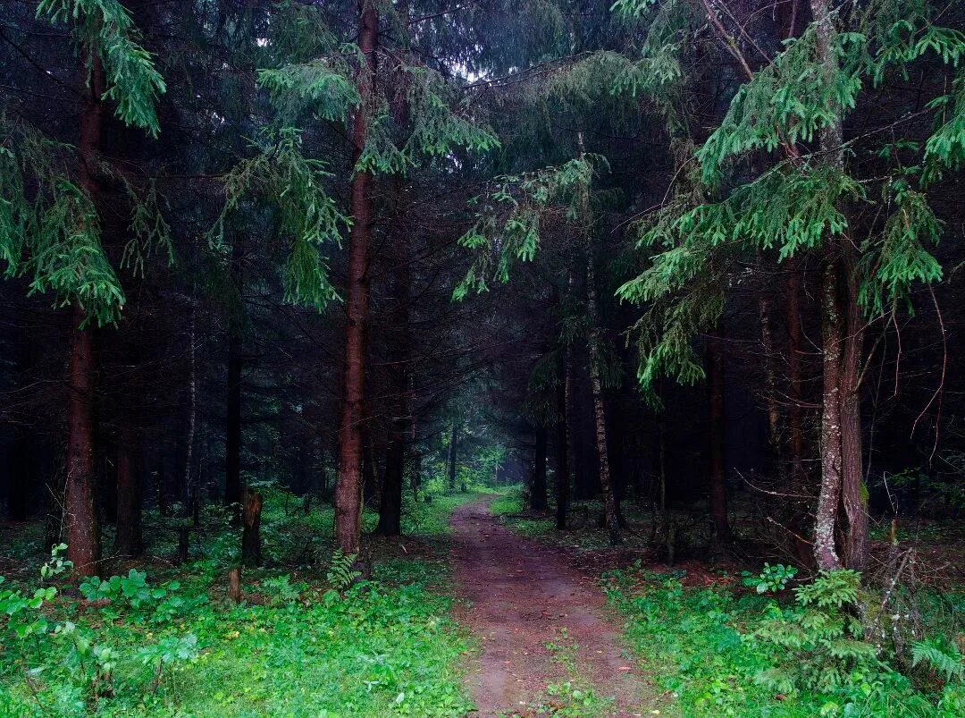 Село хвойный. Елово Сосновый лес. Лиственница Сибирская Линдуловская роща. Елово Пихтовый лес. Ельник зеленомошник.