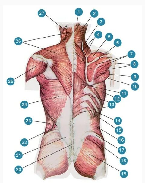 Нижняя часть поясницы. Мышцы спины Синельников. Анатомия спины человека мышцы и связки.