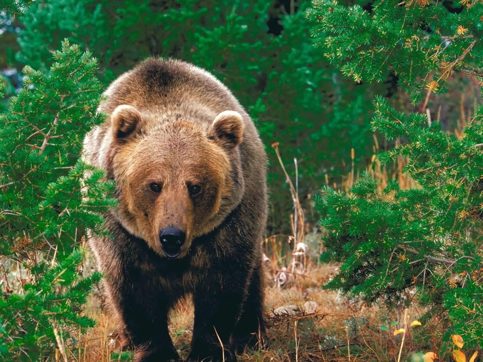Бурый медведь в тайге. Бурый медведь Краснодарского края. Животные тайги бурый медведь. Бурый медведь в ХМАО.