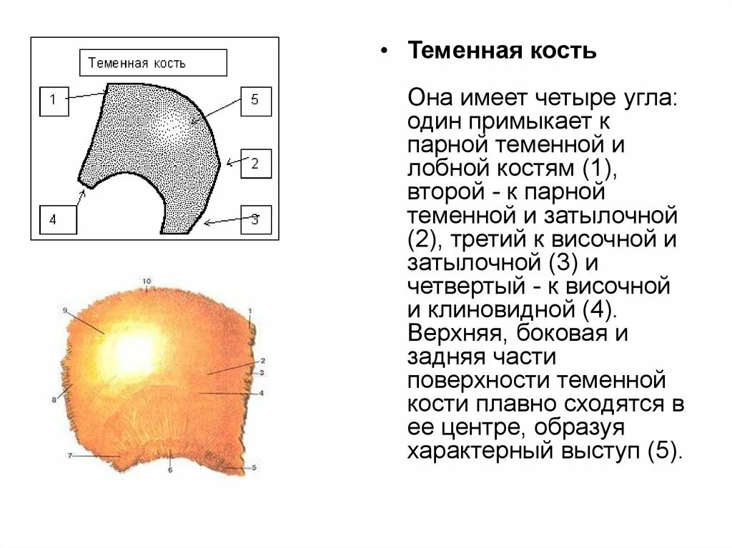 4 теменная кость. Теменная кость 4х угольная пластинка. Теменная кость 4 угла. Западение теменной кости. Теменная кость имеет углы.