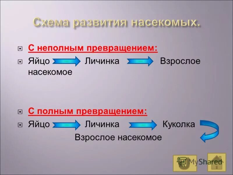Постэмбриональное развитие прямое непрямое метаморфоз. Схема развития с полным и неполным превращением. Насекомые с полным и неполным превращением таблица. Циклы развития насекомых таблица. Развитие с полным и неполным превращением.