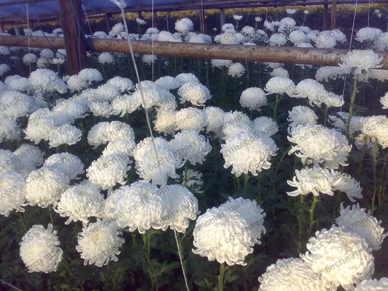 Черенки хризантемы крупноцветковой. Черенки хризантемы крупноцветковой. Черенки хризантемы крупноцветковой. Хризантема крупноцветковая дипломат. Крупноцветковая хризантема дреды.