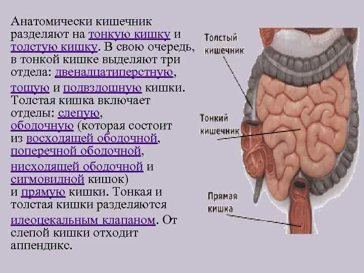 Тонкая кишка ребенка. Отделы тонкой кишки анатомия. Проксимальный отдел тонкой кишки. Кишечник анатомия подвздошная кишка. Подвздошная кишка анатомия строение.