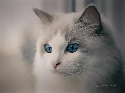 Серо голубая с белым кошка порода