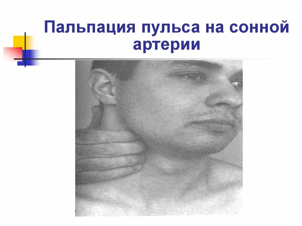 Как определить пульс на шее. Как определить пульс на шее