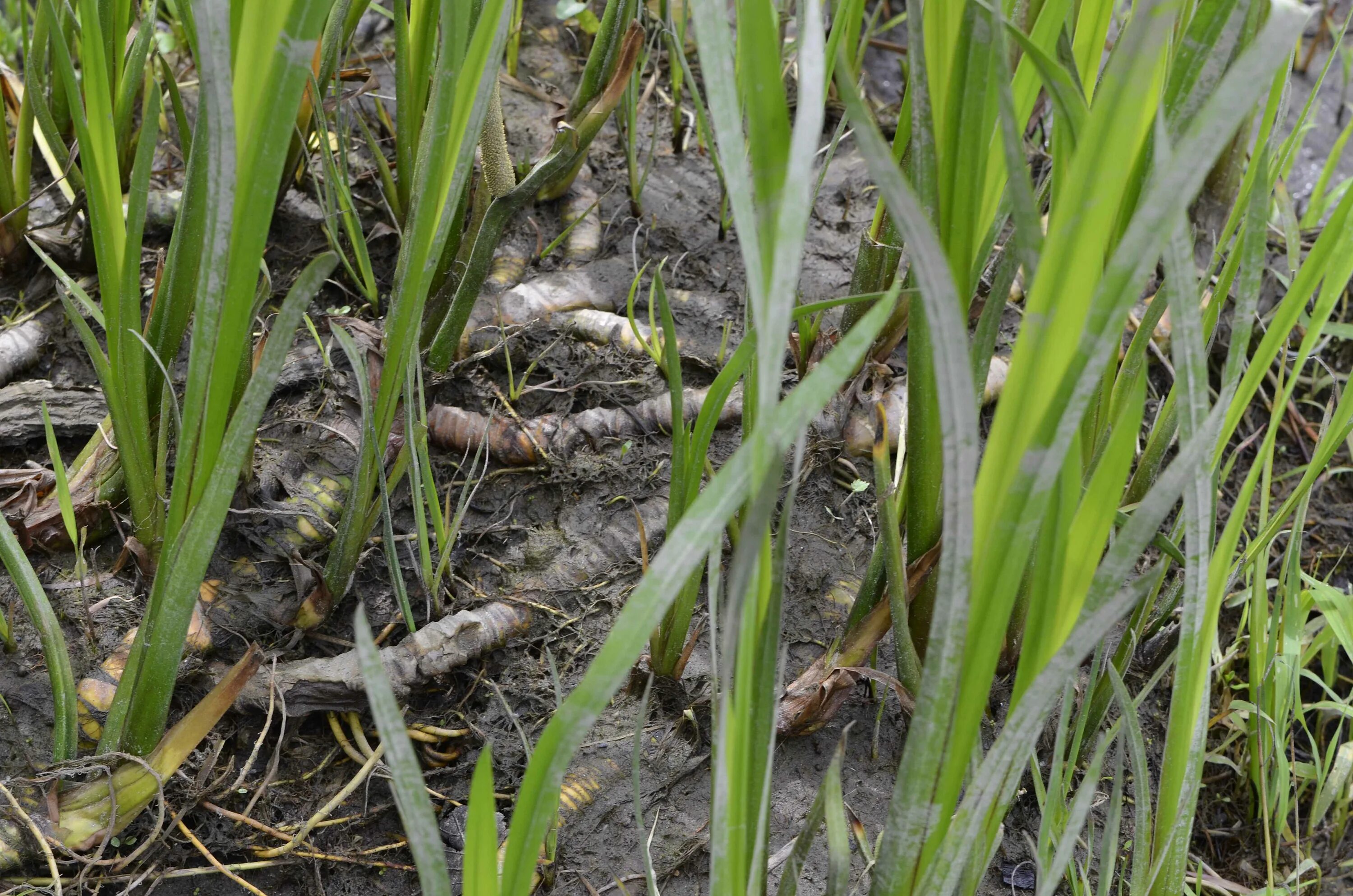 аир обыкновенный болотный. аир болотный корневища. аир обыкновенный корневища. аир болотный корень. болотный корень.