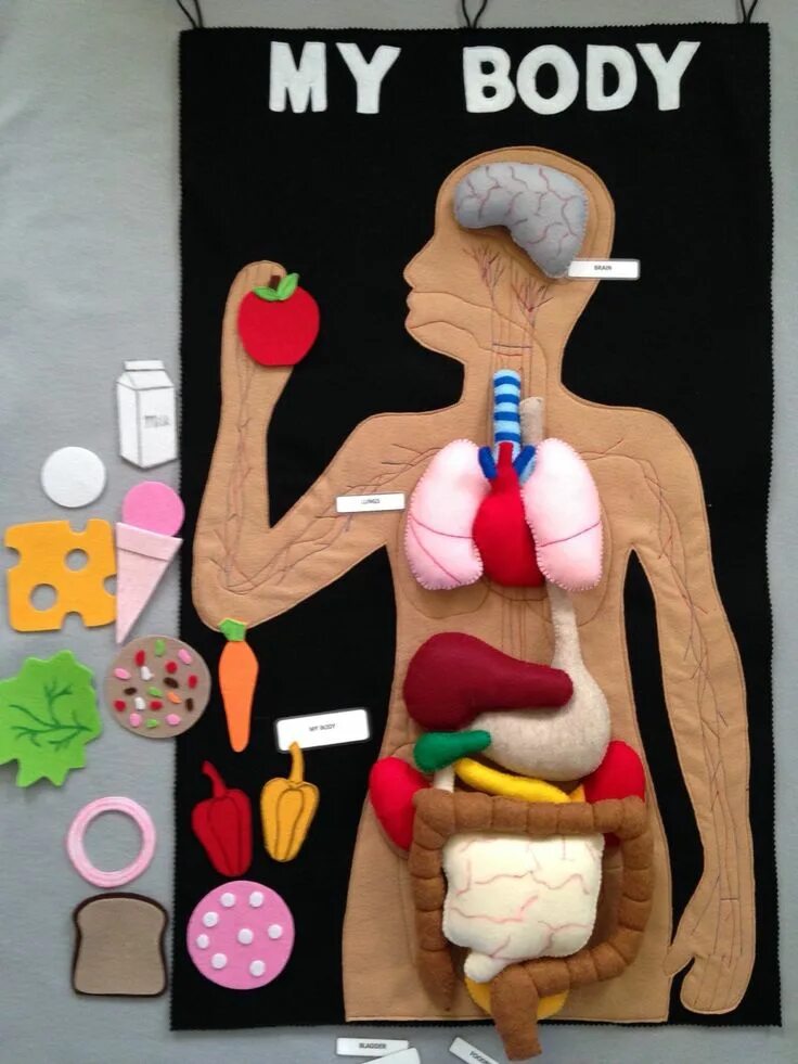 hand drawn human internal organs icon set with lungs kidneys stomach intestines 
