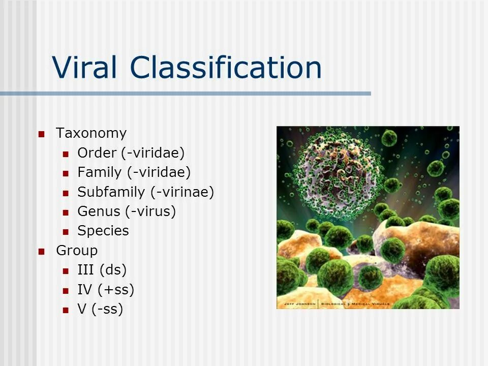 Classification of viruses. RNA viruses. Tribonema viridae. Virus taxonomy. Classification and nomenclature of viruses. Specific group