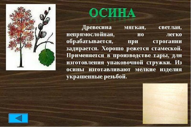 Осина порода древесины. Осина характеристика дерева. Осина характеристика древесины. Свойства древесины осины. Осина в какой природной