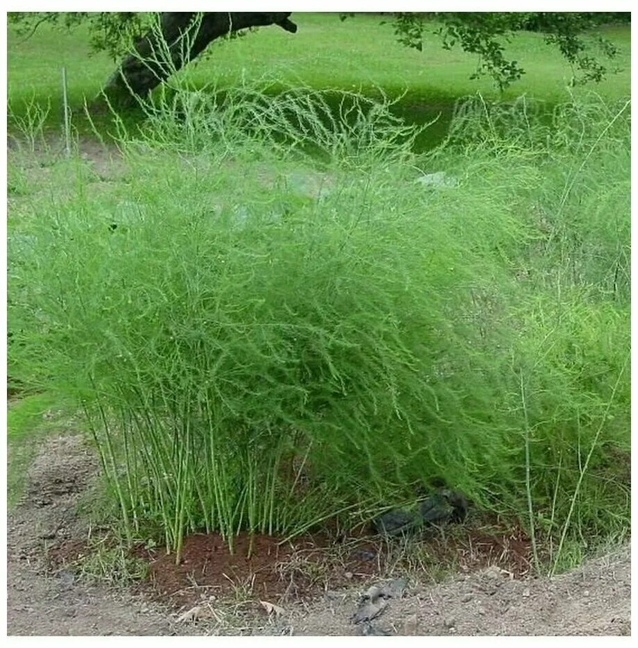 аспарагус медеолойдес (asparagus medeoloides). аспарагус он же спаржа. аспарагус плант. аспарагус он же спаржа. спаржа мутовчатая.