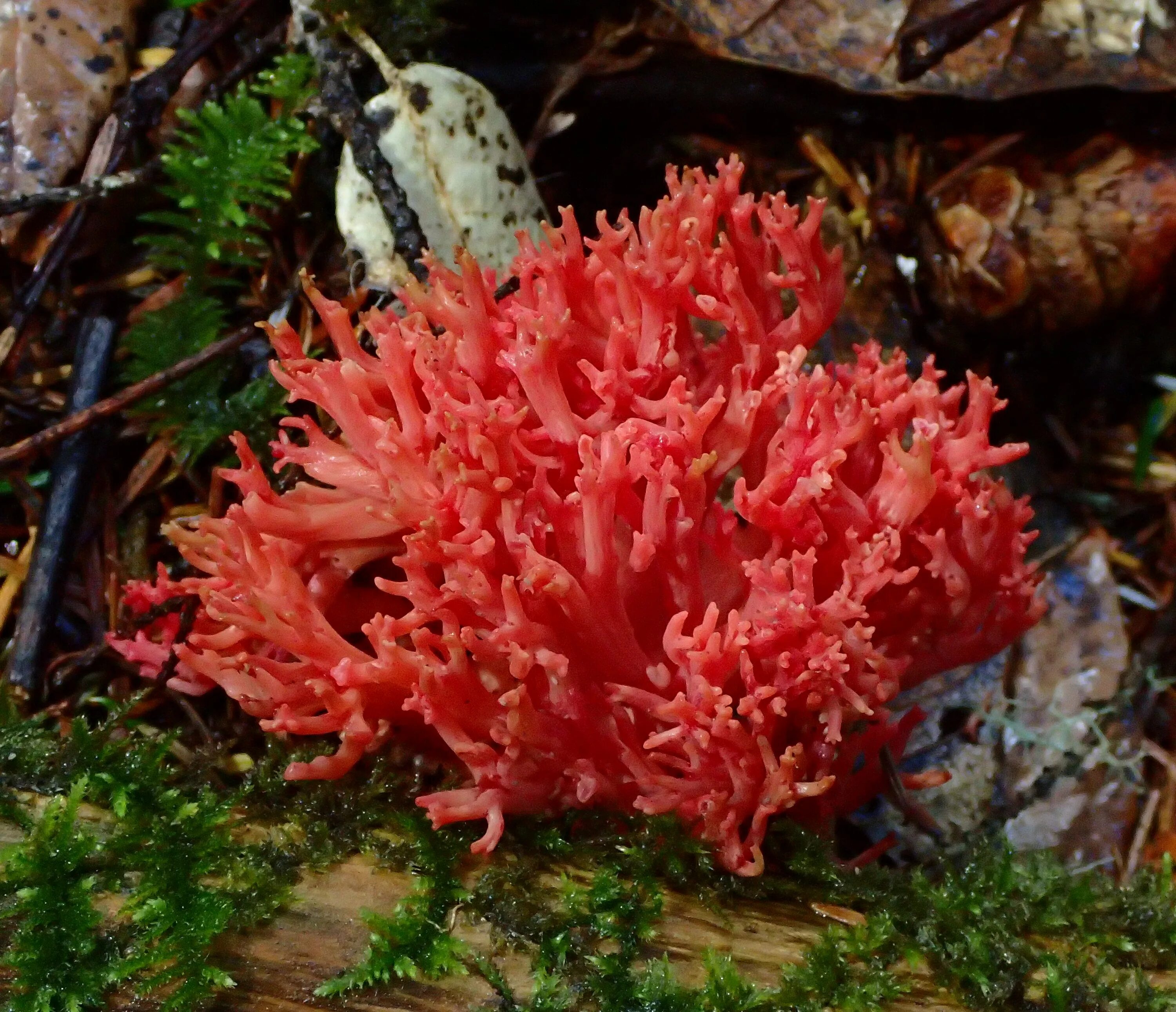 Red coral. Клавария Золлингера гриб. Клавария пурпуровая. Гриб коралловый шитаки. Ramaria araiospora.