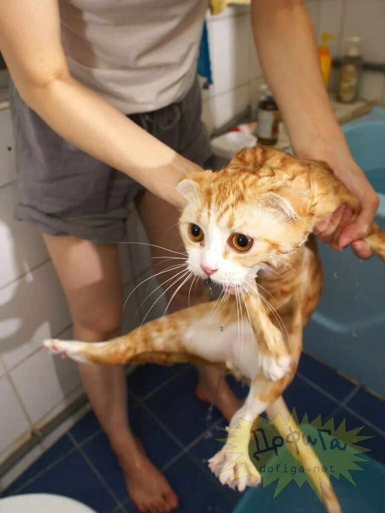 Коты после мытья. Мокрая кошка. Мытье котов. Помытая кошка. Мокрые коты.