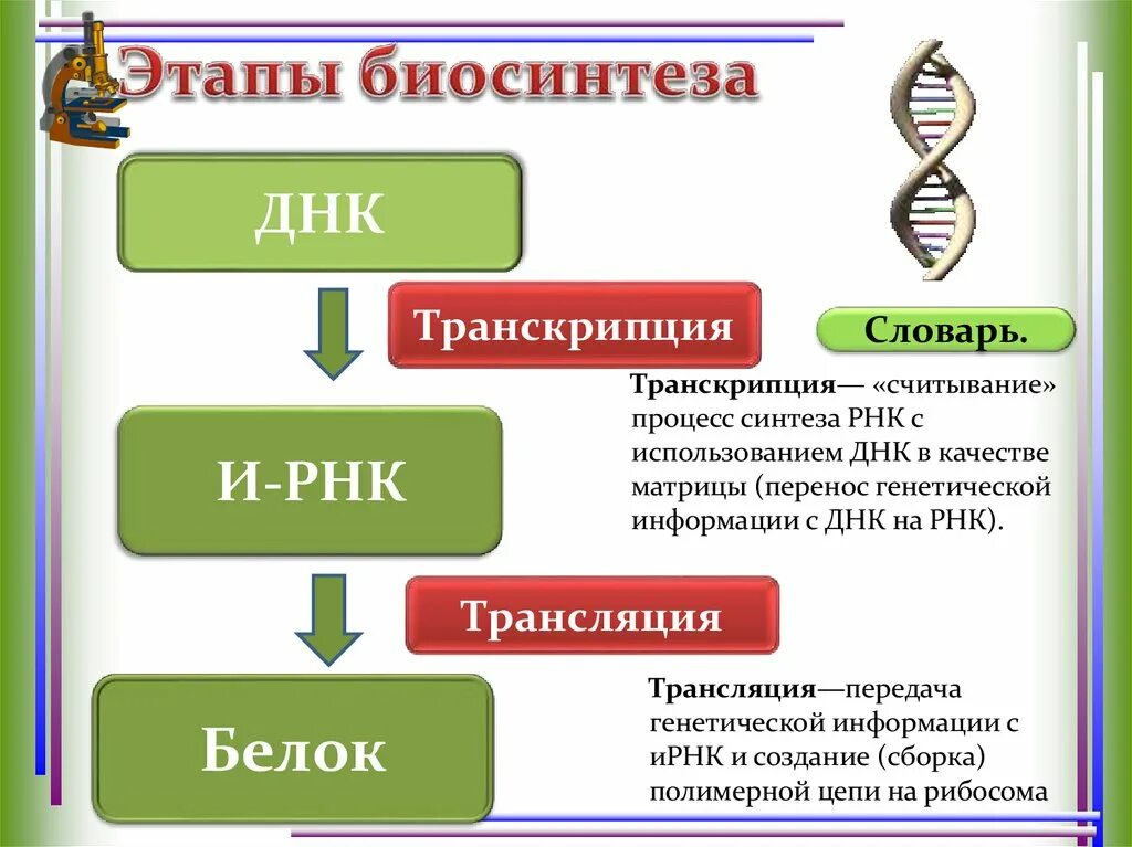 Этапы транскрипции в процессе биосинтеза белка. Транскрипция и трансляция РНК. Основные этапы биосинтеза ДНК. Процесс синтеза РНК С использованием ДНК В качестве матрицы. Белковая рнк